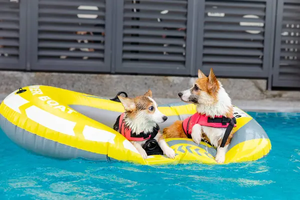 Mayolu Mutlu Corgi diğer köpeklerle birlikte yüzme havuzunda su oyununun tadını çıkarıyor.
