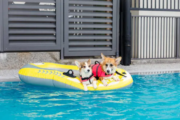 Mayolu Mutlu Corgi diğer köpeklerle birlikte yüzme havuzunda su oyununun tadını çıkarıyor.