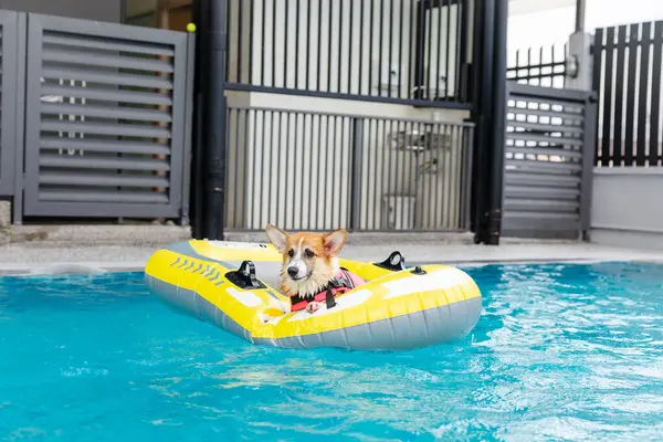 Mayolu Mutlu Corgi diğer köpeklerle birlikte yüzme havuzunda su oyununun tadını çıkarıyor.