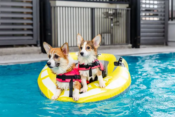 Mayolu Mutlu Corgi diğer köpeklerle birlikte yüzme havuzunda su oyununun tadını çıkarıyor.