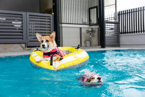 Mayolu Mutlu Corgi diğer köpeklerle birlikte yüzme havuzunda su oyununun tadını çıkarıyor.