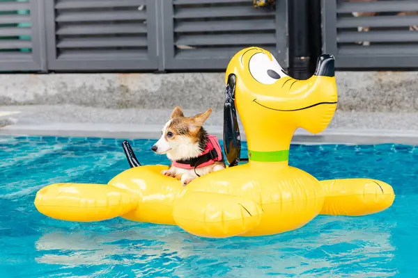 Mayolu Mutlu Corgi diğer köpeklerle birlikte yüzme havuzunda su oyununun tadını çıkarıyor.