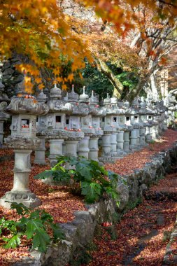 Osaka, Japonya - Aralık 2024: Minoh 'taki Katsuo-ji Tapınağı' nın en yoğun sonbahar dönemi manzarası. Canlı kırmızı ve turuncu akçaağaç yapraklarıyla güzelce çerçevelenmiş, Japon sonbaharının sakin atmosferini yansıtıyor..
