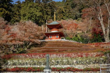 Osaka, Japonya - Aralık 2024: Minoh 'taki Katsuo-ji Tapınağı' nın en yoğun sonbahar dönemi manzarası. Canlı kırmızı ve turuncu akçaağaç yapraklarıyla güzelce çerçevelenmiş, Japon sonbaharının sakin atmosferini yansıtıyor..