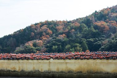 Osaka, Japonya - Aralık 2024: Minoh 'taki Katsuo-ji Tapınağı' nın en yoğun sonbahar dönemi manzarası. Canlı kırmızı ve turuncu akçaağaç yapraklarıyla güzelce çerçevelenmiş, Japon sonbaharının sakin atmosferini yansıtıyor..