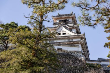 Kochi Şehri, Shikoku, Japonya - Aralık 2024: Kochi Kalesi canlı sonbahar yapraklarıyla çevrili iyi korunmuş bir Japon kalesidir. Ahşap yapının geleneksel kalesi kırmızı akçaağaç ve altın ginkgo ağaçları arasında zarif duruyor..