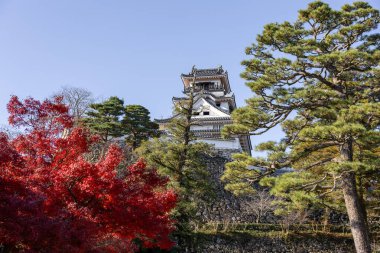 Kochi Şehri, Shikoku, Japonya - Aralık 2024: Kochi Kalesi canlı sonbahar yapraklarıyla çevrili iyi korunmuş bir Japon kalesidir. Ahşap yapının geleneksel kalesi kırmızı akçaağaç ve altın ginkgo ağaçları arasında zarif duruyor..