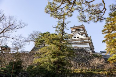 Kochi Şehri, Shikoku, Japonya - Aralık 2024: Kochi Kalesi canlı sonbahar yapraklarıyla çevrili iyi korunmuş bir Japon kalesidir. Ahşap yapının geleneksel kalesi kırmızı akçaağaç ve altın ginkgo ağaçları arasında zarif duruyor..