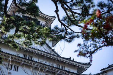 Kochi Şehri, Shikoku, Japonya - Aralık 2024: Kochi Kalesi canlı sonbahar yapraklarıyla çevrili iyi korunmuş bir Japon kalesidir. Ahşap yapının geleneksel kalesi kırmızı akçaağaç ve altın ginkgo ağaçları arasında zarif duruyor..