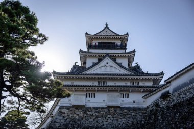 Kochi Şehri, Shikoku, Japonya - Aralık 2024: Kochi Kalesi canlı sonbahar yapraklarıyla çevrili iyi korunmuş bir Japon kalesidir. Ahşap yapının geleneksel kalesi kırmızı akçaağaç ve altın ginkgo ağaçları arasında zarif duruyor..