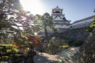 Kochi Şehri, Shikoku, Japonya - Aralık 2024: Kochi Kalesi canlı sonbahar yapraklarıyla çevrili iyi korunmuş bir Japon kalesidir. Ahşap yapının geleneksel kalesi kırmızı akçaağaç ve altın ginkgo ağaçları arasında zarif duruyor..