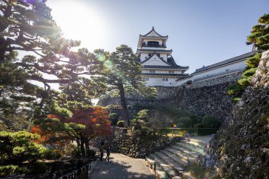 Kochi Şehri, Shikoku, Japonya - Aralık 2024: Kochi Kalesi canlı sonbahar yapraklarıyla çevrili iyi korunmuş bir Japon kalesidir. Ahşap yapının geleneksel kalesi kırmızı akçaağaç ve altın ginkgo ağaçları arasında zarif duruyor..