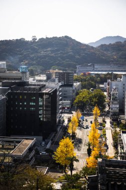 Kochi Şehri, Shikoku, Japonya - Aralık 2024: Kochi Kalesi canlı sonbahar yapraklarıyla çevrili iyi korunmuş bir Japon kalesidir. Ahşap yapının geleneksel kalesi kırmızı akçaağaç ve altın ginkgo ağaçları arasında zarif duruyor..