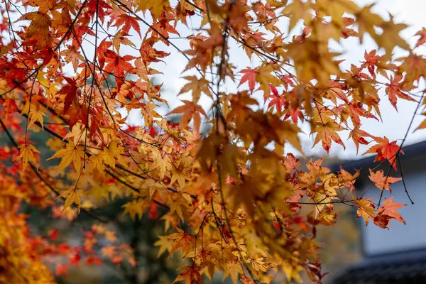 Kazura-bashi, Japonya 'nın Shikoku Vadisi' nin derinliklerinde bulunan tarihi bir asma köprüdür. Doğal asmalar ve ahşap kalaslarla inşa edilen köprü, Iya Nehri boyunca uzanır ve bereketli dağ ormanlarıyla çevrilidir..