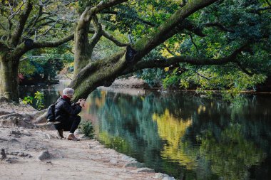 Kagawa, Japonya - Aralık 2024: Sonbahar sezonu boyunca Takamatsu 'daki Ritsurin Park' ın nefes kesici manzarası. Kırmızı ve turuncu renkli akçaağaç ağaçlarıyla geleneksel Japon bahçesi, sakin yansıtıcı havuzlar.
