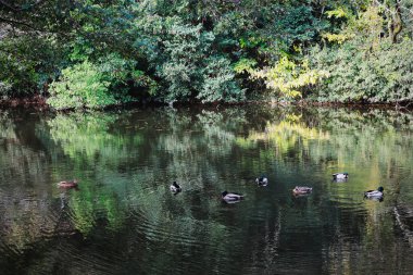 Takamatsu 'daki Ritsurin Parkı' nın sonbahar sezonunda nefes kesici manzarası. Kırmızı ve turuncu renkli akçaağaç ağaçlarıyla geleneksel Japon bahçesi, sakin yansıtıcı havuzlar.