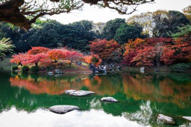Takamatsu 'daki Ritsurin Parkı' nın sonbahar sezonunda nefes kesici manzarası. Kırmızı ve turuncu renkli akçaağaç ağaçlarıyla geleneksel Japon bahçesi, sakin yansıtıcı havuzlar.