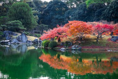 Takamatsu 'daki Ritsurin Parkı' nın sonbahar sezonunda nefes kesici manzarası. Kırmızı ve turuncu renkli akçaağaç ağaçlarıyla geleneksel Japon bahçesi, sakin yansıtıcı havuzlar.