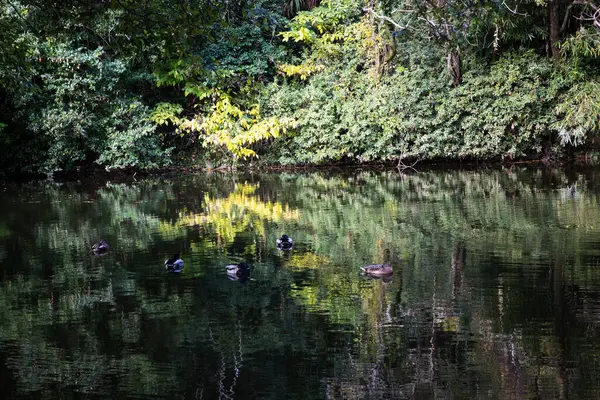 Takamatsu 'daki Ritsurin Parkı' nın sonbahar sezonunda nefes kesici manzarası. Kırmızı ve turuncu renkli akçaağaç ağaçlarıyla geleneksel Japon bahçesi, sakin yansıtıcı havuzlar.