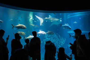 Dünyanın en büyük akvaryumlarından biri olan Osaka Kaiyukan Akvaryumu 'nun içindeki deniz hayvanlarının çarpıcı sualtı görüntüsü. Sergide balina köpekbalığı gibi türler yer alıyor..