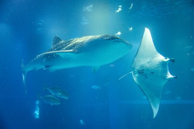 Dünyanın en büyük akvaryumlarından biri olan Osaka Kaiyukan Akvaryumu 'nun içindeki deniz hayvanlarının çarpıcı sualtı görüntüsü. Sergide balina köpekbalığı gibi türler yer alıyor..