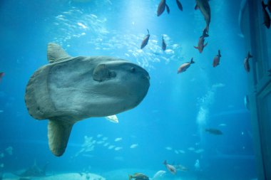Dünyanın en büyük akvaryumlarından biri olan Osaka Kaiyukan Akvaryumu 'nun içindeki deniz hayvanlarının çarpıcı sualtı görüntüsü. Sergide balina köpekbalığı gibi türler yer alıyor..