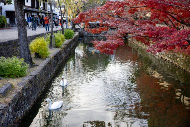 Okayama Bölgesi, Japonya - Aralık 2024: Canlı sonbahar sezonu boyunca Kurashiki Bikan Tarihi Çeyreği manzarası. Turistler geleneksel beyaz duvarlı binalar, akçaağaç ağaçları ve kanallarla dolu korunmuş Edo dönemi caddeleri boyunca yürüyorlar.