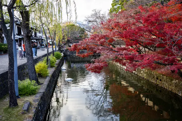 Okayama Bölgesi, Japonya - Aralık 2024: Canlı sonbahar sezonu boyunca Kurashiki Bikan Tarihi Çeyreği manzarası. Turistler geleneksel beyaz duvarlı binalar, akçaağaç ağaçları ve kanallarla dolu korunmuş Edo dönemi caddeleri boyunca yürüyorlar.