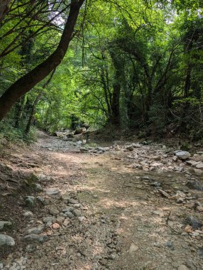 Dağ yolu yemyeşil bir ormandan geçer.