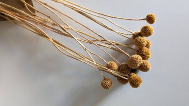 Craspedia, altın renkli çiçekli bir bitki.