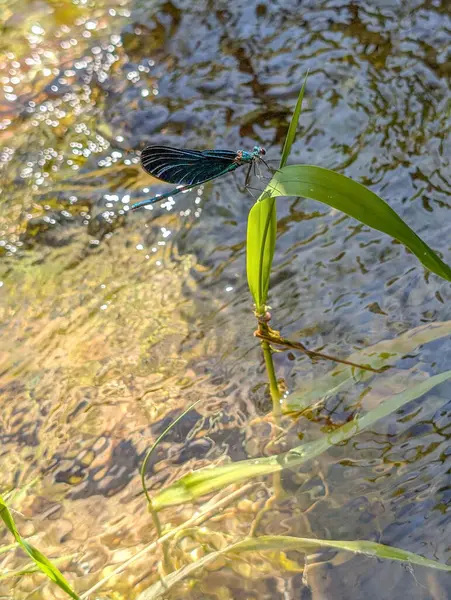 Mavi yusufçuk, dereden çıkan çimlerin üzerinde.