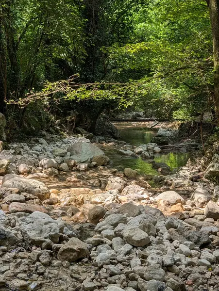 Doğayla çevrili sakin bir sahne, ağaçlar küçük bir nehir.