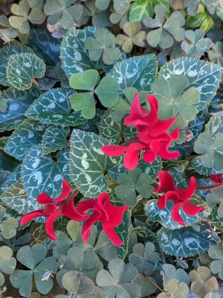 Kırmızı çiçekli siklamen bitkisi