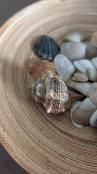 Dekoratif bir kabuk karışımı.