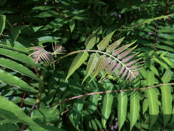 Ailanthus altissimasının yeni yaprakları