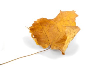 Sonbahar yaprakları. Akçaağaç yaprakları. Sarı kırmızı yeşil. Beyaz arkaplanda kuru akçaağaç yaprağı izole.