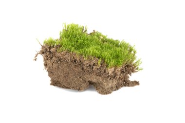 Kumda büyüyen yeşil yosunlar beyaz arkaplanda izole edilmiş.