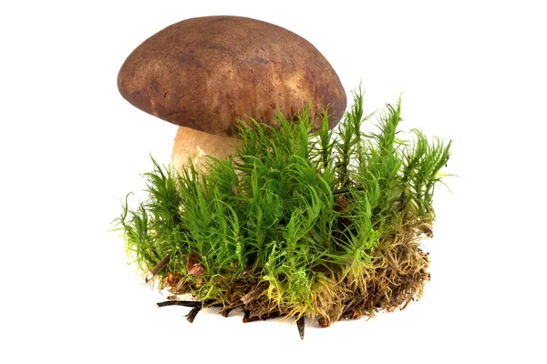 Beyaz arka planda Boletus edulis (kral boletus) ve yeşil yosun izole edilmiştir..