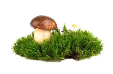 Beyaz arka planda Boletus edulis (kral boletus) ve yeşil yosun izole edilmiştir..