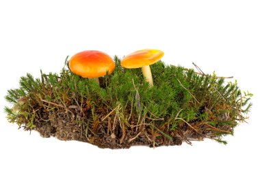 Beyaz arka planda mantarlı yeşil yosun. Uçan mantarlar.