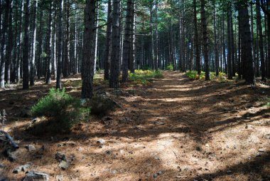 Fiorentini Ormanı Manzarası