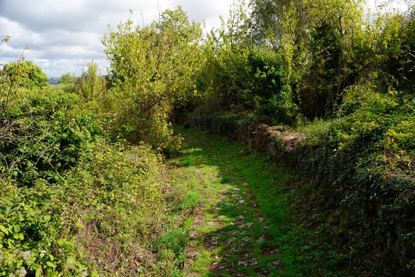 Chemin Vers Source Nuragique Lumarzu Dans Village Médiéval Rebeccu — Photo