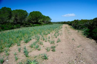 Corona Niedda 'nın iç kesimlerinde