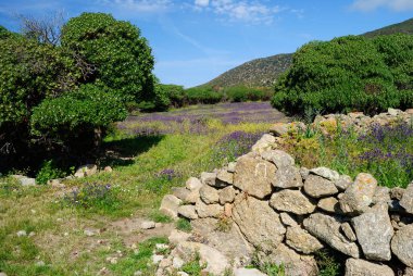 Asinara Adası 'ndaki Cala Reale' in manzarası