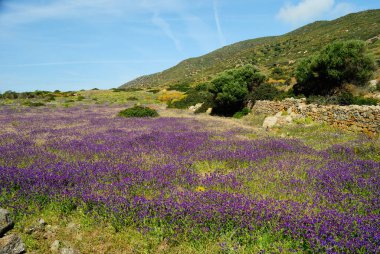 Asinara adasındaki Campo Perdu manzarası