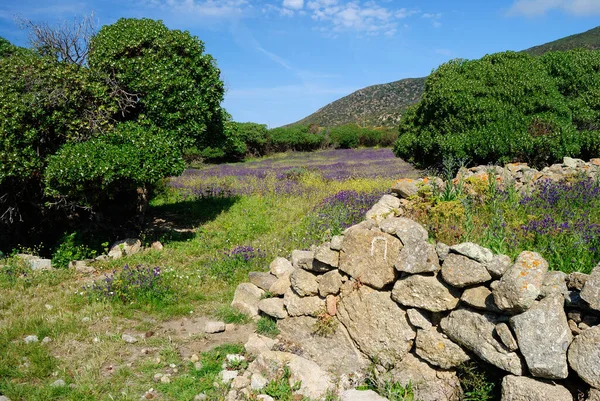 Paisaje Cala Reale Islán Asinara —  Fotos de Stock