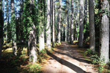 Fiorenti Ormanı Manzarası