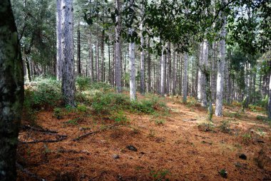 Fiorenti Ormanı Manzarası