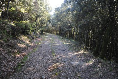 Anela Ormanı manzarası