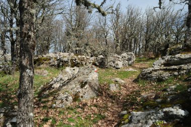 Punta Palai Ormanı